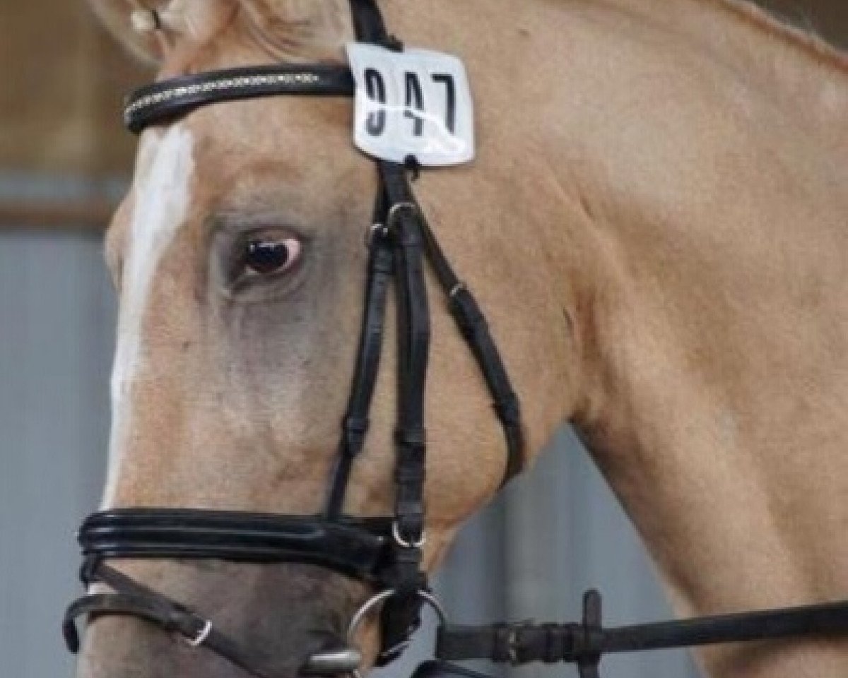 horse Maler (polish noble half-breed, 1995, from Marat)