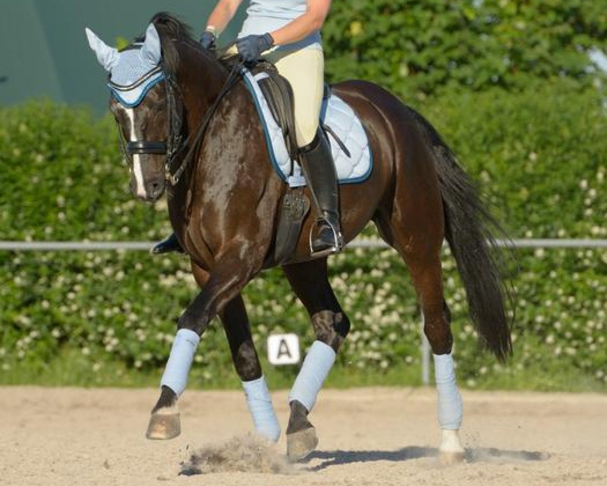 dressage horse Falco's Rock me Amadeus (Westphalian, 2006, from Fürst Grandios)