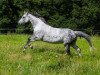 broodmare Rihanna (Westphalian, 2003, from Royal Diamond)