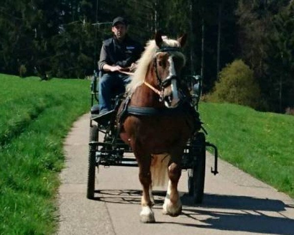 broodmare Hella (South German draft horse, 2009, from Samuel)