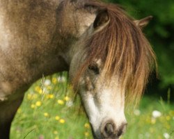 broodmare Chiaro Davenhof (Shetland pony (under 87 cm), 2009, from Kerswell Cloud)