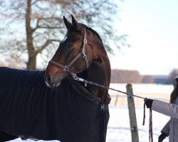 jumper Iylaya (Hanoverian, 2014, from Inliner)