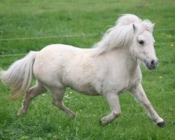 broodmare Efiansa v. Stal Ponyvereugd (Shetland pony (under 87 cm), 2011, from Kerswell Cloud)