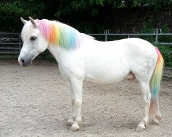 Dressurpferd Toni (Deutsches Reitpony, 2001)