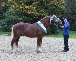 stallion Van Deyk (South German draft horse, 2015, from Vitus)