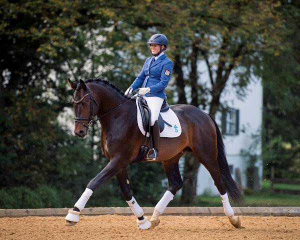 dressage horse Scalatore (German Sport Horse, 2017, from Schwarzgold)