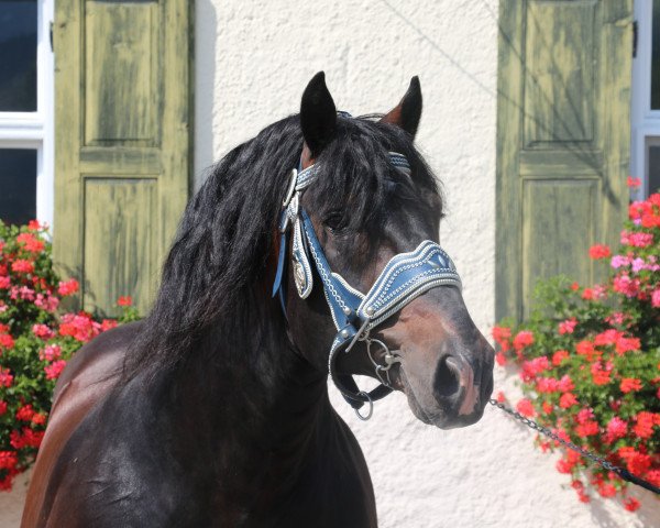 stallion Rupertiwinkel (South German draft horse, 2004, from Rasso)