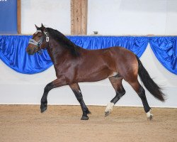 stallion Ganderas (South German draft horse, 2018, from Ganimedes)