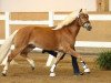 Deckhengst Stallion (Haflinger, 2012, von Sternbild 3)