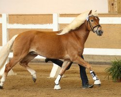 Deckhengst Stallion (Haflinger, 2012, von Sternbild 3)