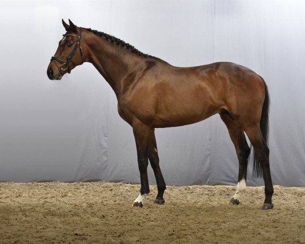 stallion Sir Lando xx (Thoroughbred, 2007, from Lando xx)