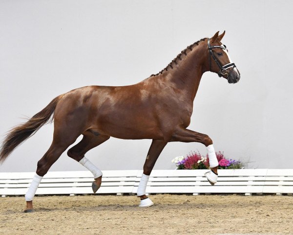 stallion Venido (Oldenburg, 2018, from Blue Hors Veneziano)