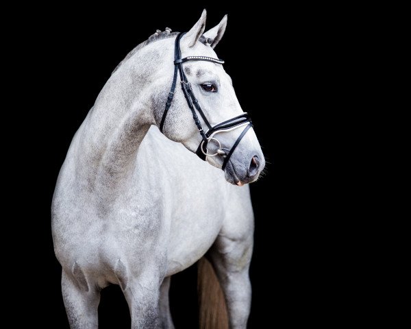 stallion Grey Butt (Hanoverian, 2016, from Grey Top)
