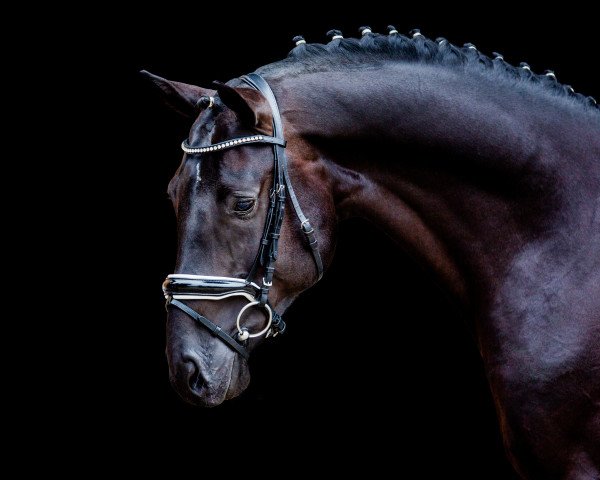 stallion Diathletico FRH (Hanoverian, 2016, from Diacontinus)