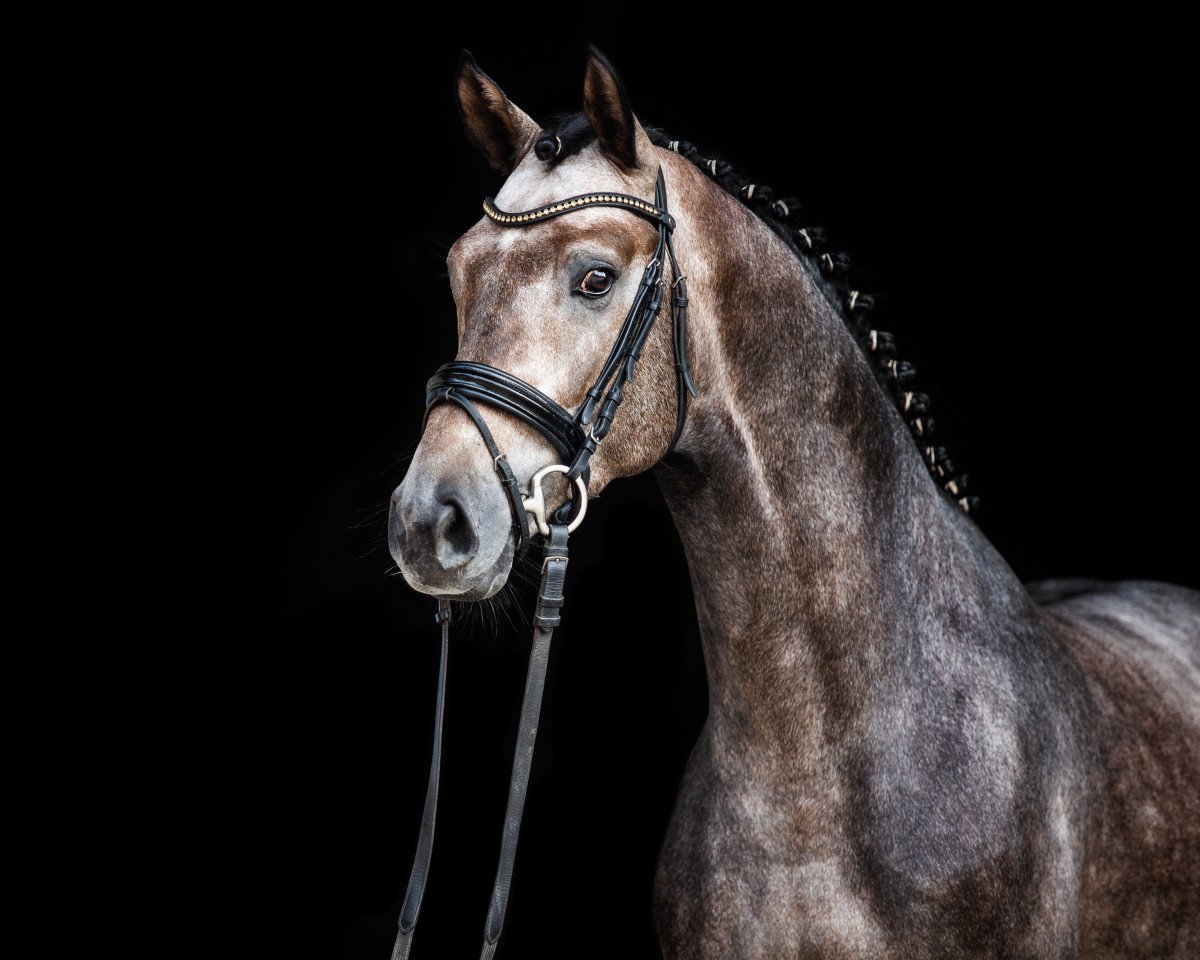 stallion Valensky (Hanoverian, 2016, from Valentino)