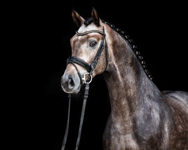stallion Valensky (Hanoverian, 2016, from Valentino)