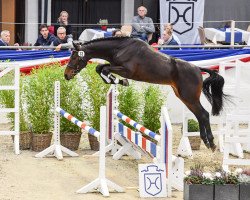 stallion Cornet's Caruso (Holsteiner, 2018, from Cornet Obolensky)