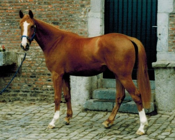 Zuchtstute Ulrika de Lauzelle (Belgisches Warmblut, 1997, von Epsom Gesmeray)