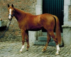 broodmare Ulrika de Lauzelle (Belgian Warmblood, 1997, from Epsom Gesmeray)