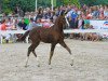 Dressurpferd High Motion (Deutsches Sportpferd, 2017, von Birkhof's Topas FBW)