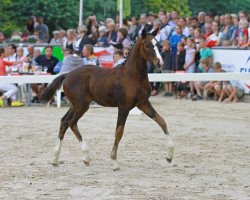 dressage horse High Motion (German Sport Horse, 2017, from Birkhof's Topas FBW)