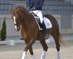 dressage horse Don't touch 10 (Oldenburg, 2003, from Don Gregory)