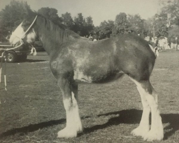 horse Wilkiegil Jubilant Lass (Clydesdale, 1998, from Torrs Jubilant)