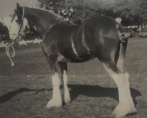 horse Wilkiegil Jess (Clydesdale, 1997, from Torrs Jubilant)