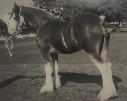 Pferd Wilkiegil Jess (Clydesdale, 1997, von Torrs Jubilant)