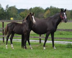 broodmare Victoria's Secret (German Riding Pony, 2012, from VIP 2)