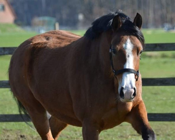 broodmare Rosen's Romina (German Riding Pony, 2017, from Macchiato)