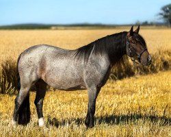 Pferd Picaflor HS (Criollo, 2015, von Negro Nostalgioso)