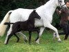 dressage horse Gandalf the Glamourboy (Oldenburg, 2020, from Glamourdale)