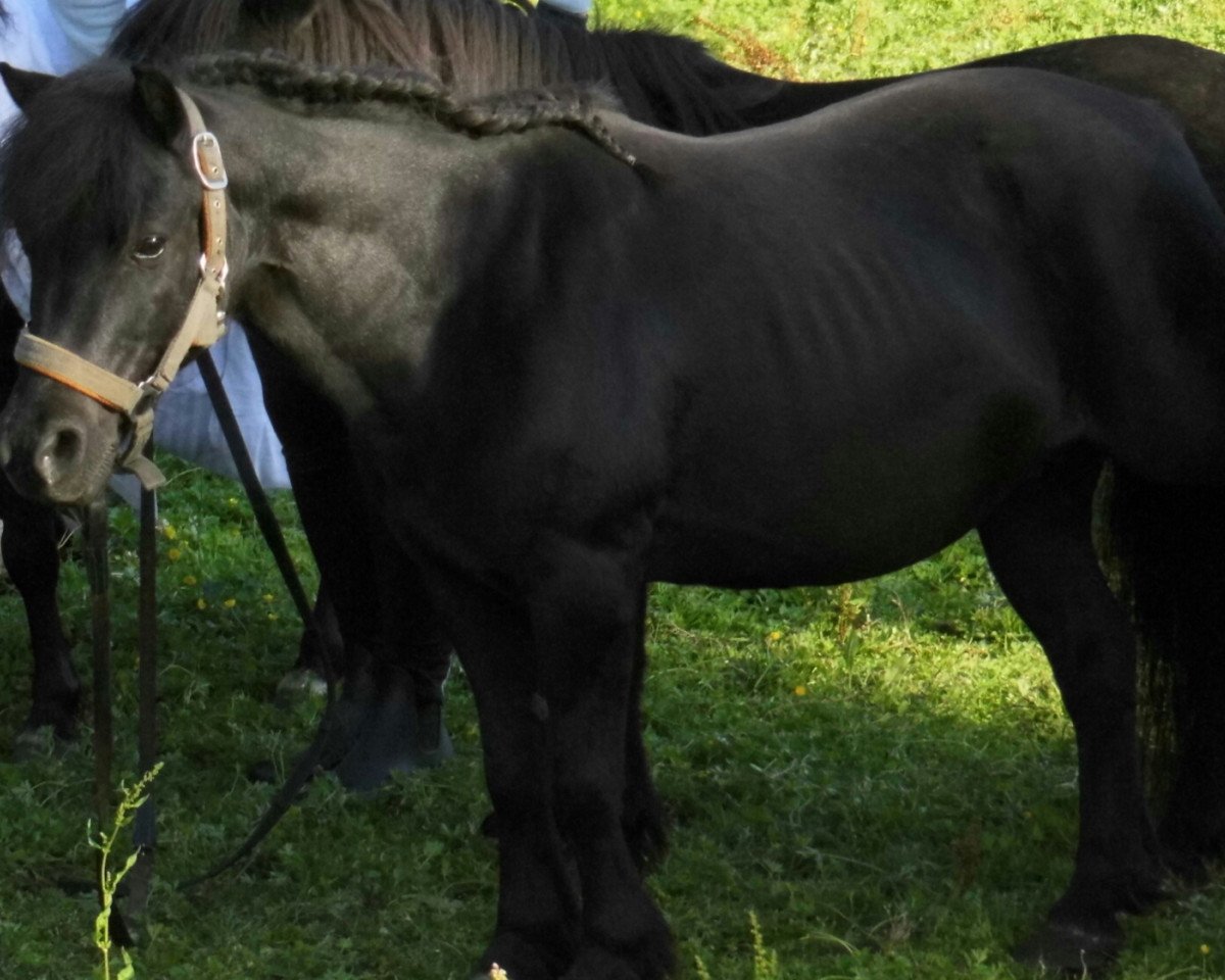 broodmare V.Pr Arlett II (Dt.Part-bred Shetland pony, 1998, from Alfredo)