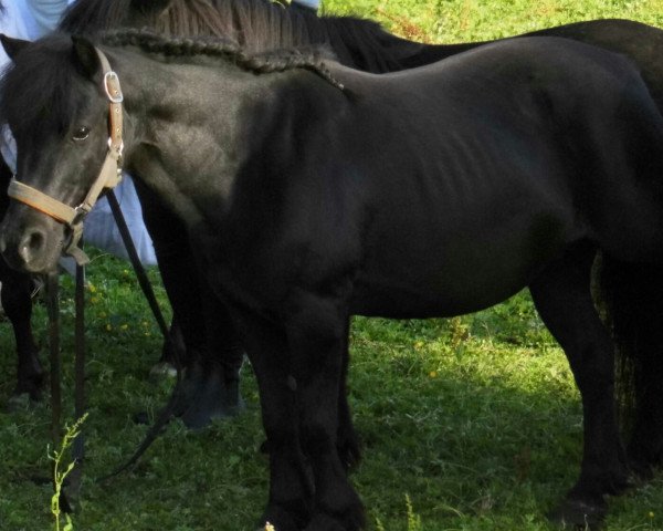 Zuchtstute Arlett II (Dt.Part-bred Shetland Pony, 1998, von Alfredo)