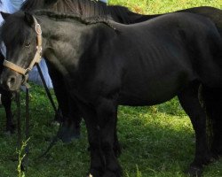 Zuchtstute V.Pr Arlett II (Dt.Part-bred Shetland Pony, 1998, von Alfredo)