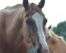 broodmare Pia (German Riding Pony, 1994, from Kaiserjaeger xx)