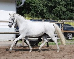 broodmare Sunshine Tour (Oldenburg, 1999, from Sir Caletto)