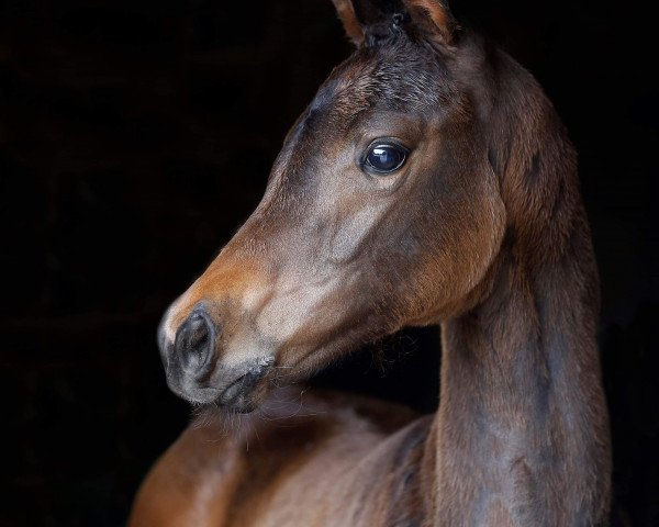 Dressurpferd Stute von Fidertanz / Sir Caletto (Oldenburger, 2019, von Fidertanz)