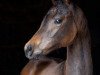 dressage horse Stute von Fidertanz / Sir Caletto (Oldenburg, 2019, from Fidertanz)