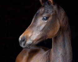 dressage horse Stute von Fidertanz / Sir Caletto (Oldenburg, 2019, from Fidertanz)