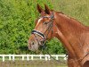 dressage horse Lerana 2 (Hanoverian, 2009, from Londonderry)