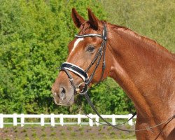 dressage horse Lerana 2 (Hanoverian, 2009, from Londonderry)