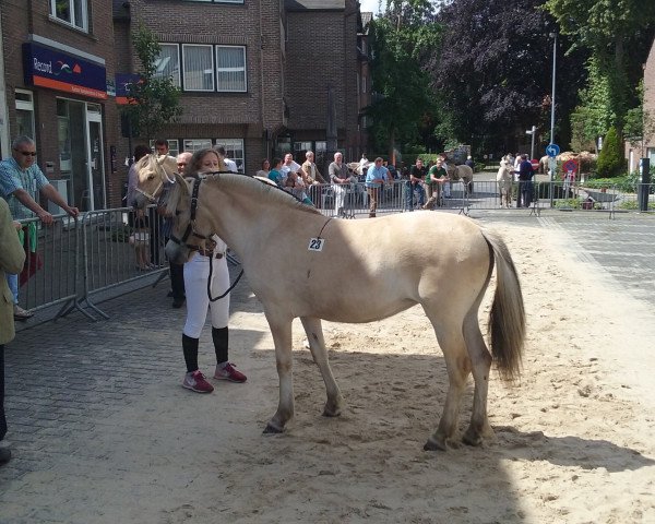 horse Raya van de Wolfsdreuvnik (Fjord Horse, 2015, from Leo de Chaumont)