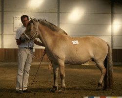 broodmare Langesæter Frøya N.2570 (Fjord Horse, 2006, from Frederik Skovå)