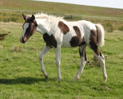 Pferd Proud to be Lucy (Trakehner, 2018, von Sheik Mandu 1996 ox)