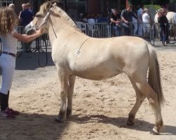 horse Rosamunde van de Wolfsdreuvnik (Fjord Horse, 2015, from Leo de Chaumont)