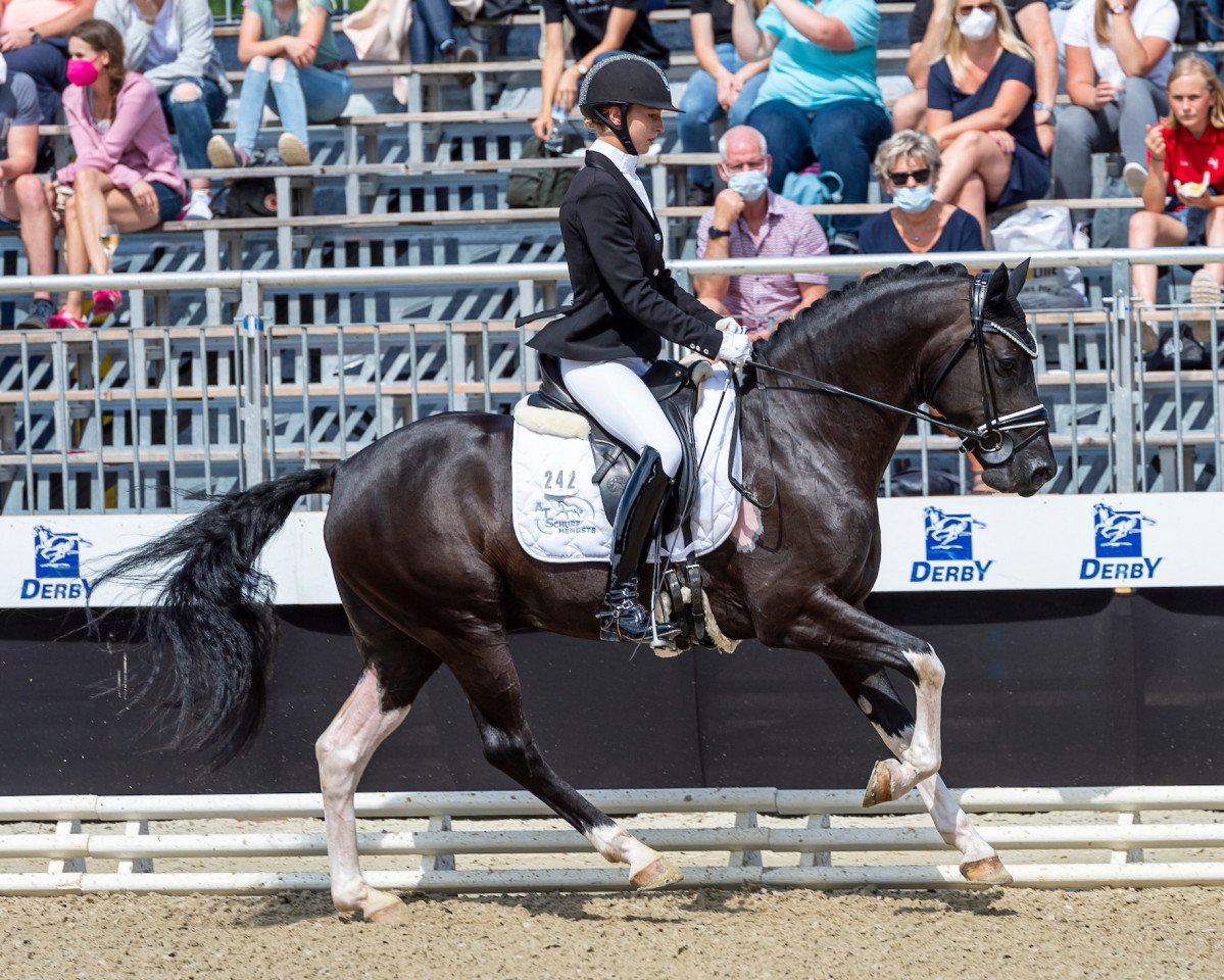 Deckhengst Day and Night AT (Deutsches Reitpony, 2017, von D-Day AT)