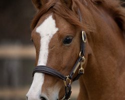 dressage horse Hengst von Dimension AT / FS Mr.Right (German Riding Pony, 2018, from Dimension AT NRW)