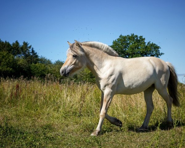 Pferd Vinya van de Wolfsdreuvnik (Fjordpferd, 2019, von Fjell Finn)